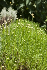 Santolina rosmarinifolia - Olivenkraut (BIO)