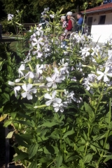 Saponaria officinalis - Echtes Seifenkraut (BIO)