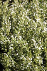 Satureja montana var. citriodora - Zitronen-Bergbohnenkraut (BIO)