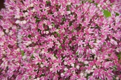 Sedum spectabile Brilliant - Prchtige Fetthenne (BIO)