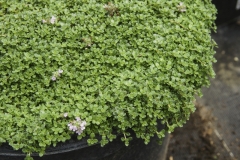 Thymus doerfleri Bressingham Seedling - Polster-Thymian (BIO)