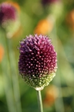 Allium sphaerocephalon - Kugel-Lauch (BIO)
