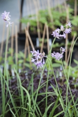 Tulbaghia violacea - Zimmerknoblauch (BIO)