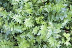 Valeriana officinalis - Echter Baldrian (BIO)