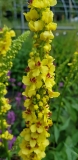 Verbascum nigrum - Schwarze Knigskerze (BIO)