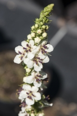 Verbascum nigrum Album - Weie Knigskerze (BIO)