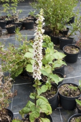 Verbascum nigrum Album - Weie Knigskerze (BIO)