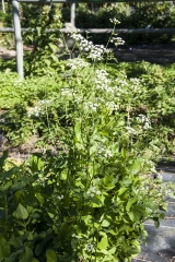 Sium sisarum - Zuckerwurzel / Merk - Pflanze (BIO)