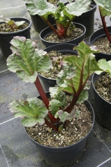 Rhabarber Glaskins Perpetual - Pflanze (BIO)