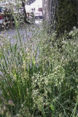 Briza media - Herz-Zittergras (BIO)