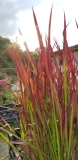 Imperata cylindrica Red Baron - Japanisches Blutgras (BIO)