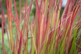 Imperata cylindrica Red Baron - Japanisches Blutgras (BIO)