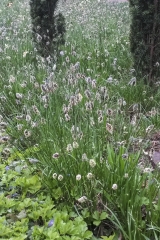 Sesleria heufleriana - Grnes Kopfgras (BIO)