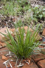 Sesleria heufleriana - Grnes Kopfgras (BIO)