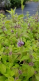 Mentha arvensis Banana - Bananen-Minze (BIO)