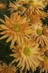 Chrysanthemum Indicum-Hybr. Kleiner Bernstein - Herbst-Chrysantheme (BIO)