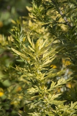 Artemisia vulgaris Oriental Limelight - Panaschierter Beifu� (BIO)