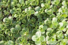 Sedum spurium - Kaukasus-Fetthenne (BIO)