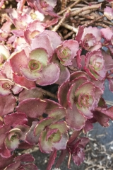 Sedum spurium Fuldaglut - Kaukasus-Fetthenne (BIO)