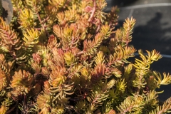 Sedum reflexum Angelina - Gold-Tripmadam (BIO)