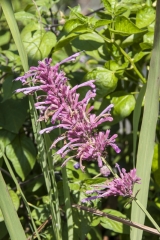 Agastache mexicana Sangria - Limonen-Duftnessel (BIO)