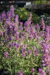 Agastache Hybride Globetrotter - Duftnessel (BIO)
