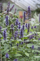Agastache Hybride Black Adder - Blaunessel (BIO)