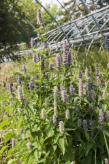 Agastache Hybride Blue Fortune - Blaunessel (BIO)