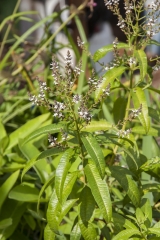 Aloysia citrodora Orange - Orangenverbene (BIO)