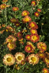 Chrysanthemum Indicum-Hybr. Dernier Soleil - Herbst-Chrysantheme (BIO)