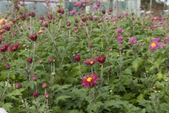 Chrysanthemum Indicum-Hybr. Oury - Herbst-Chrysantheme (BIO)