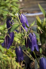 Campanula x punctata Sarastro - Grobltige Glockenblume (BIO)
