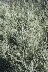 Helichrysaum Italicum - Currykraut (BIO)