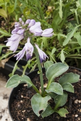 Hosta Hybride Blue Mous Ears - Blaue Miniatur-Funkie (BIO)