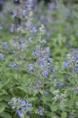 Nepeta x faassenii Walkers Low - Katzenminze (BIO)