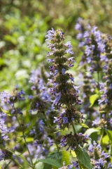 Nepeta kubanica - Kaukasische Katzenminze (BIO)