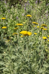 Achillea filipendulina Parker - Groe Gold-Schafgarbe (BIO)