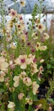 Verbascum Hybride Southern Charm - Pastell-Knigskerze (BIO)