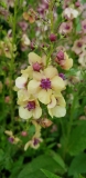 Verbascum Hybride Southern Charm - Pastell-Knigskerze (BIO)