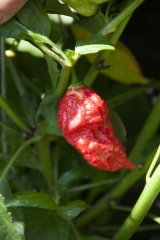 Chili Bhut Jolokia - Pflanze (BIO), Schrfegrad 10 +