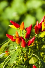 Chili Candlelight - Pflanze (BIO), Schrfegrad 2