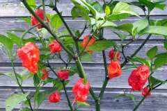 Chili Carolina Reaper - Pflanze (BIO), Schrfegrad 10 +++