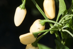 Chili Habanero Cristina - Pflanze (BIO), Schrfegrad 10