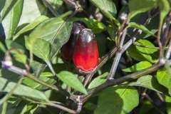 Chili Peruvian Purple - Pflanze (BIO), Schrfegrad 6