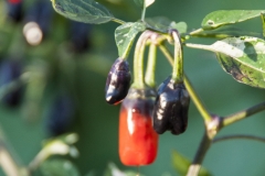 Chili Purple Tiger - Pflanze (BIO), Schrfegrad 5-6