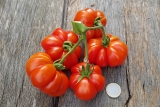 Tomate Costoluto fiorentino - Pflanze (BIO)