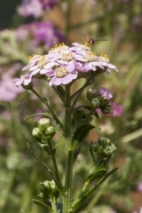 Achillea sibirica var. kamtschatica Love Parade - Sibirische Schafgarbe (BIO)