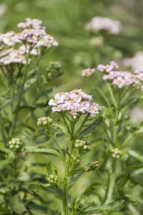 Achillea sibirica var. kamtschatica Love Parade - Sibirische Schafgarbe (BIO)