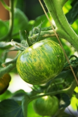 Tomate Green Zebra - Pflanze (BIO)