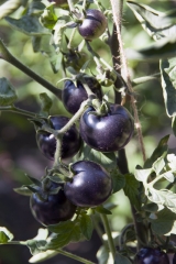 Tomate Indigo Rose - Pflanze (BIO)